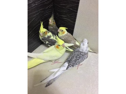 45 günlük sultan papağanı a kalite seç al en iyileri