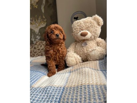 Red brawn toy poodle yavrular