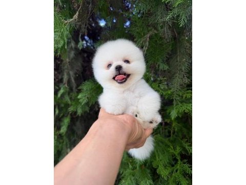 Orjinal pomeranian boo yavrumuz 