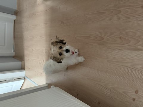 9 aylık eğitimli cavachon