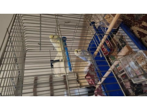 Show jumbo rainbow muhabbet kuşu