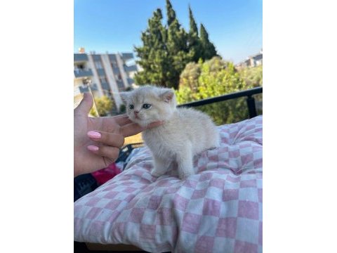 Golden seri cy-ay muhteşem güzellikler rezerve açık kediler