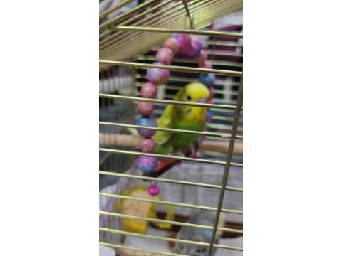 2 dişi bir erkek muhabbet kuşu