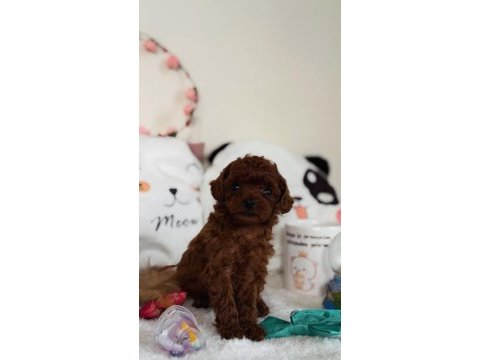 Teacup poodle yavrumuz
