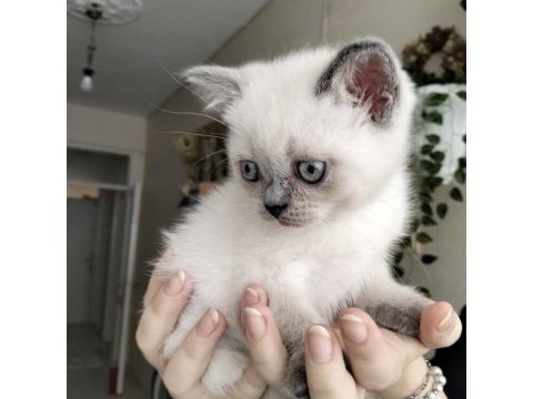 British shorthair yavruları