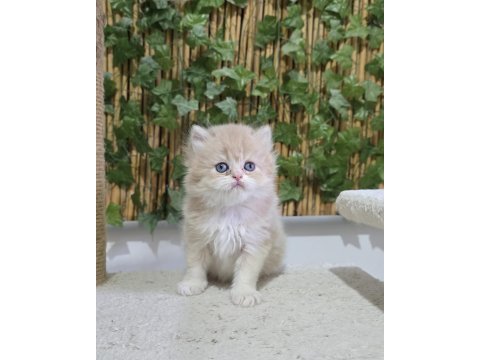 Özel renk british arayanlara lilac golden renkli erkek yavru
