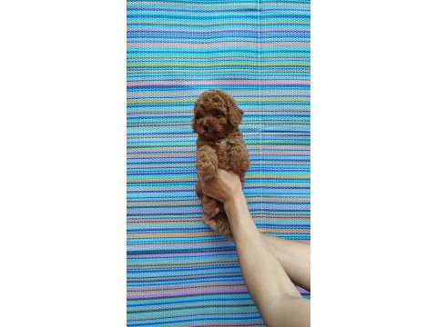 Pofidik toy poodle yavrum