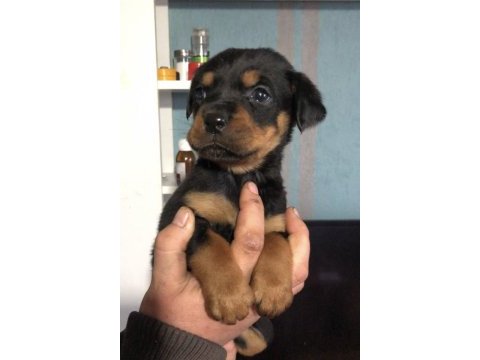 Irk ve sağlık garantili macar rottweiler yavru