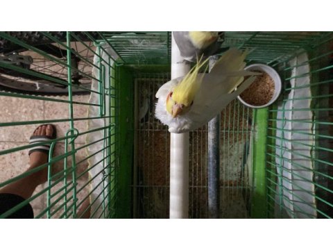 Sağlıklı sultan papağanı