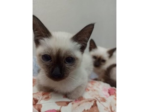 2.5 aylık siyam kedisi bebekler