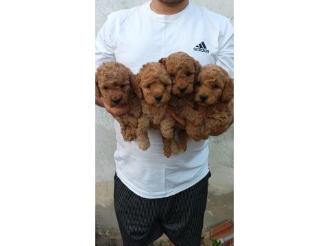 Toy poodle yavrular ırk sağlık garantili