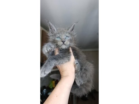 Dev boyda erkek maine coon