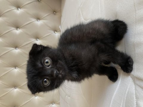 Uygun puanlı scottish fold