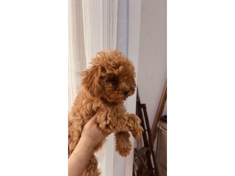 Toy poodle 2 aylık