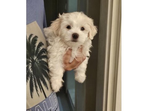 Özel şartlarla sahiplendirilecek maltese terrier