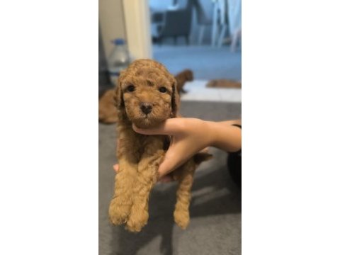 Şecereli toy poodle baba maltipoo anne