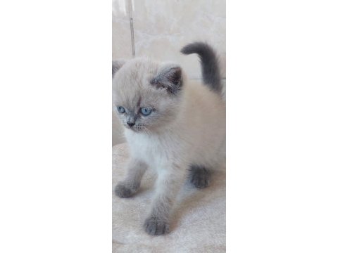 Erkek bebek kediler