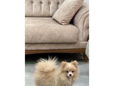 7 aylık pomeranian yavrumuz yuvasını arıyor safkan