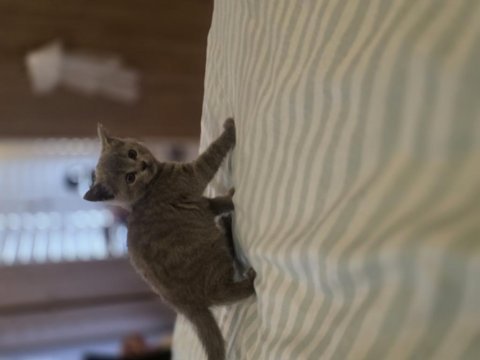 British shorthair bir buçuk aylık yavrular dişi kedi