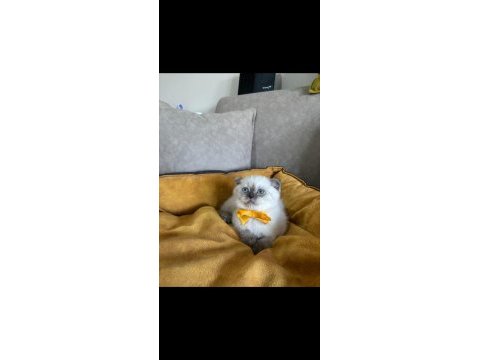 Scottish fold dişi yavrumuza yuva (uyguna)