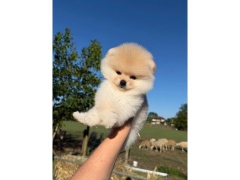 Orijinal safkan pomeranian boo bebeklerimiz