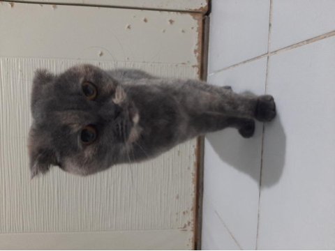 Female scottish fold for free adoption