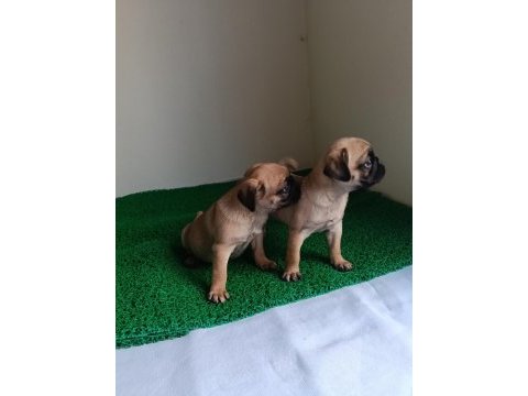 Pink taşıyıcı pug
