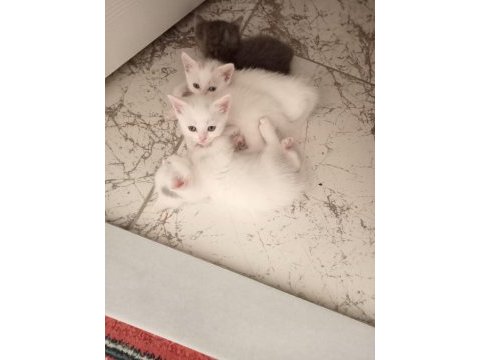 Bursa içi british longhair yavrular