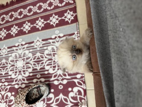 Irk ve sağlık garantili scottish fold yavrumuz
