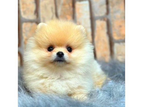 Ayı surat pomeranian boo
