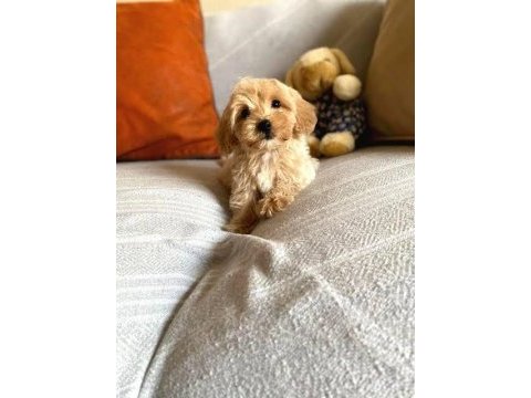 Ev ortamından orjinal maltipoo yavruları