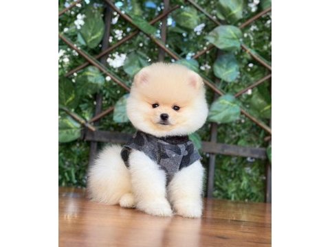 Pomeranian boo yavrumuz