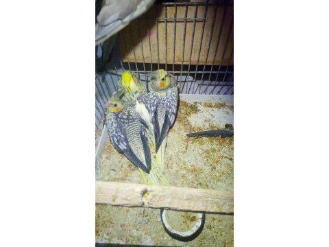 3 tane yavru sultan papağanı sahiplendirme 3 aylık