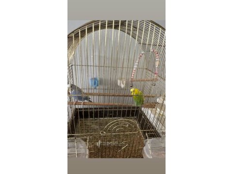 Her şeyiyle beraber iki muhabbet kuşu