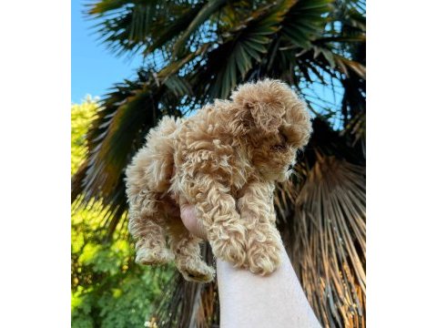 A kalite toy poodle yavrularımız mevcut
