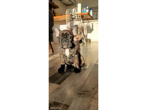 Briendli bebeğimiz french bulldog