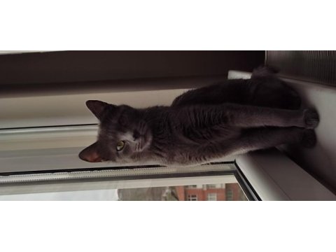 Prenses british shorthair yeni ailesini arıyor