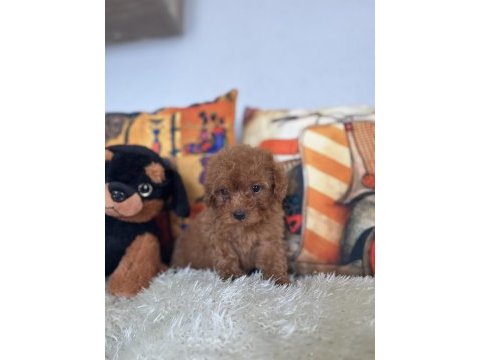 Kore kan bebiş poodle