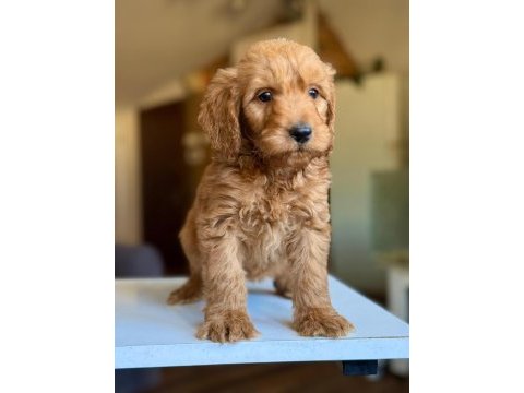 2 aylık dişi maltipoo yavrusu