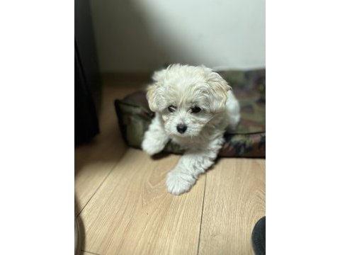 2 buçuk aylık maltipoo