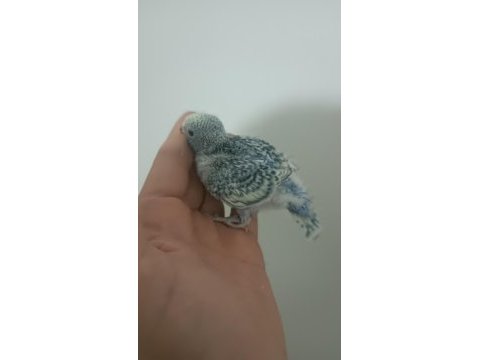Yeni yeme düşmüş muhabbet kuşu etimesgut