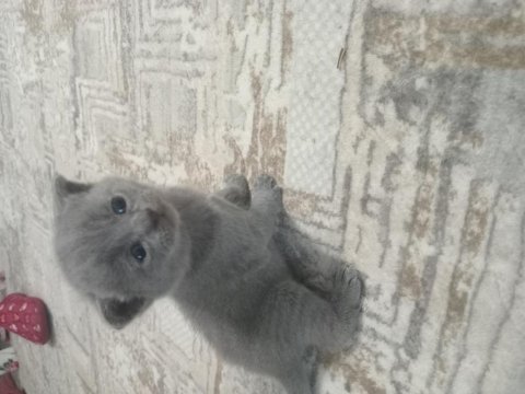Minik yavru kedimiz