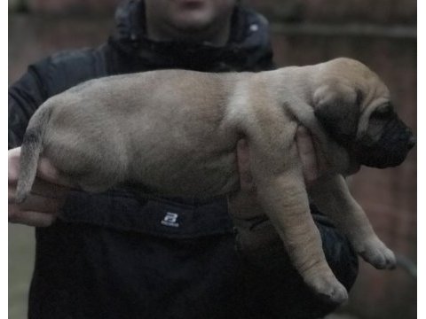 A class dev adayı presa canario yavruları