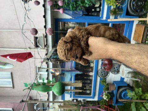 Orijinal toy poodle yavrularımız
