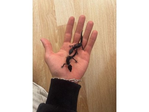 Black nghıt leopard gecko