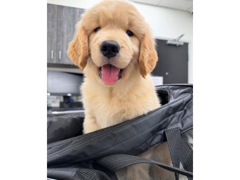 Golden retriever kapıda ödemeli çiftlik kredi kartı geçer
