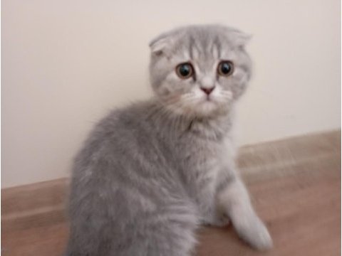 Scottish fold cins kedimiz
