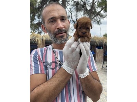 Kore poodle köpeği