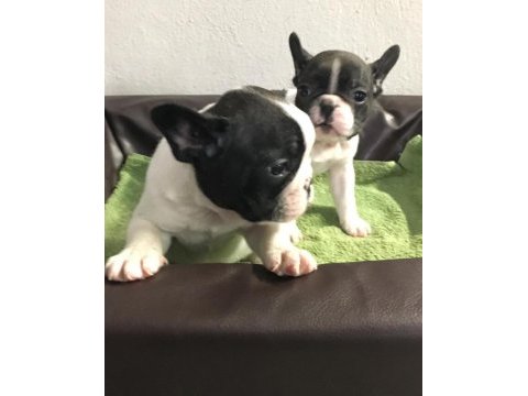 French bulldog yavruları