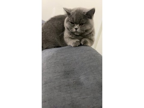 British shorthair kedisi
